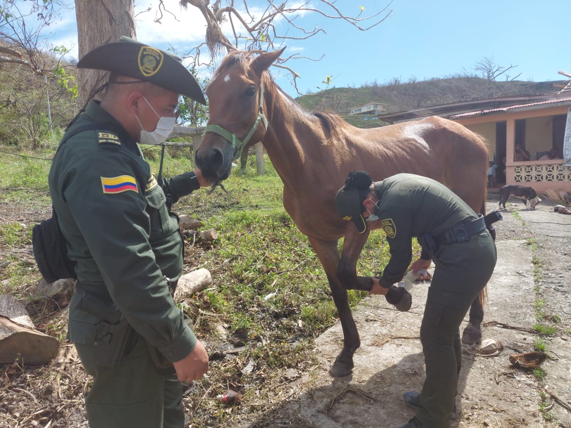 Lideramos jornada de vacunación, y desparasitación de mascotas en la Isla de Providencia y Santa Catalina