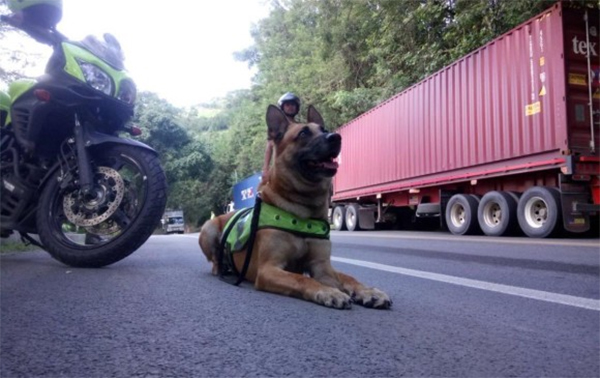 spyke-perro-policia-colombia-antioquia