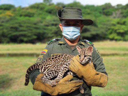  tigrillo-policia-ambiental