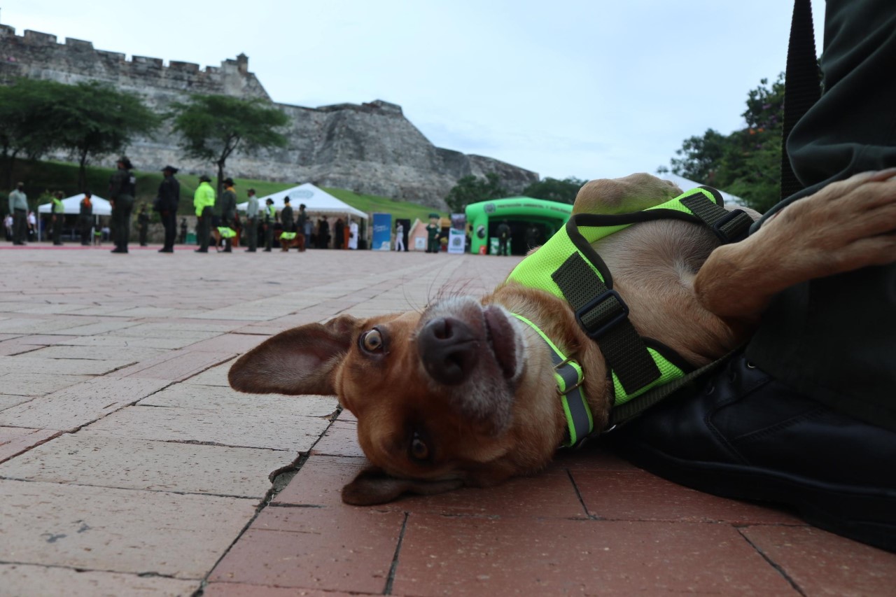 La Policía Nacional conmemora la primera ceremonia de caninos y felinos en la heroica