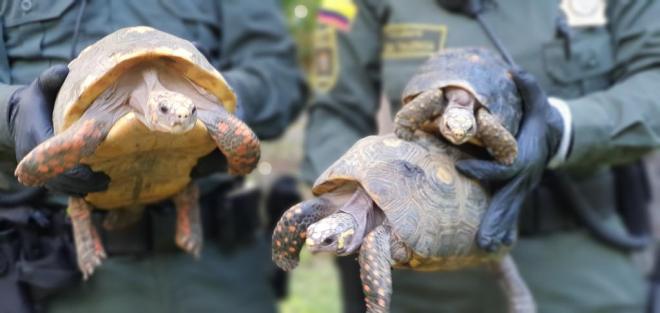  tortuga-policia-ambiental