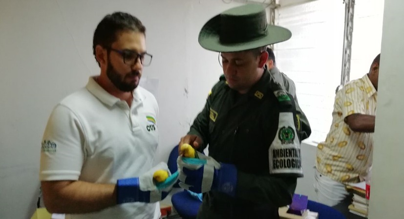 Las aves son expuestas a tóxicos que utilizan para pintar su plumaje natural y hacerlos más llamativos