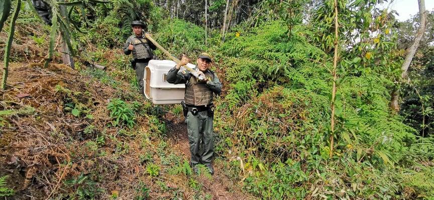 transporte_de_los_primates_en_el_area