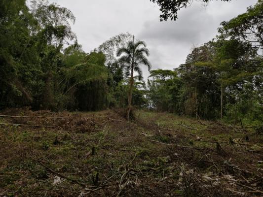 Utilizando-una-motosierra-taló-cerca-de-una-hectárea-de-bosque-en-zona-rural-de-Granada-2 