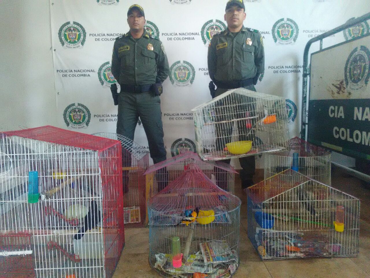 incautadas aves en cautiverio