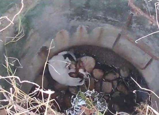 Rescate de un canino qué había caído a una alcantarilla