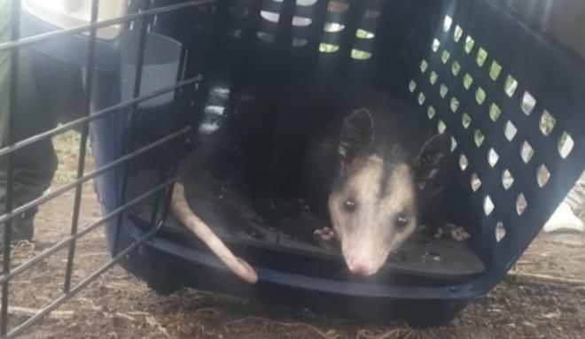 Protección ambiental