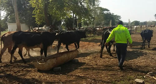 reses-recuperadas-bolivar