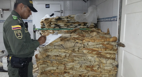 131015-incautacion-pez-amazonas-controles