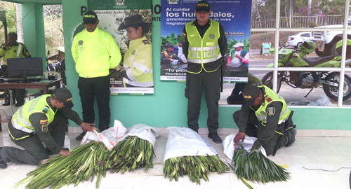 PALMA DE CERA-POLICIA NACIONAL-INCAUTACION