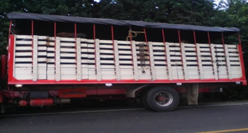 burros y mulas 26-01-2015