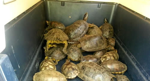 recuperacion_tortugas_hicoteas