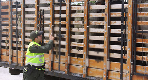 100415-entrega-animales-meta