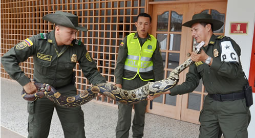 serpiente mocoa 30-04-2015