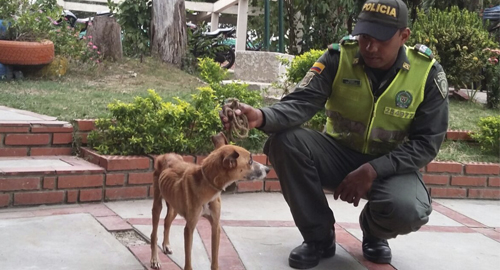 220815-rescate-perro-cano-barranquilla