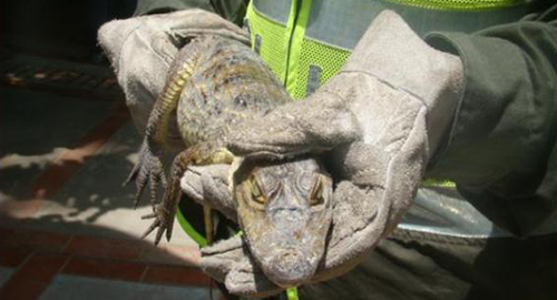 031214-babilla-recuperada-monteria