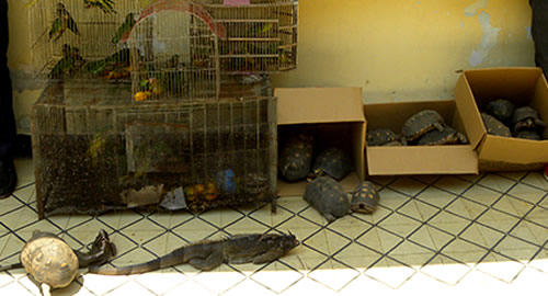 incautación_ambiental