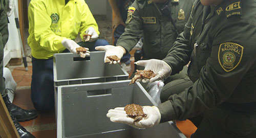 130415-tortugas-amazonas-incutadas