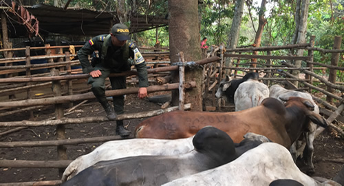 operativos-cucuta-ganado