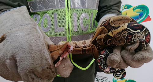 policia ambiental recupera boa