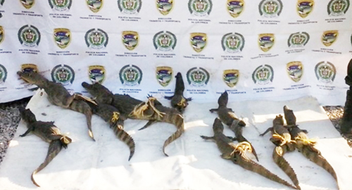 170615-rescate-33-babillas-Valledupar