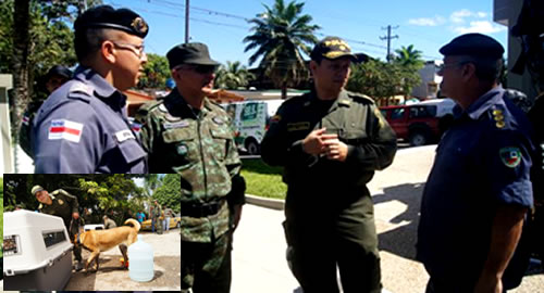 amzonas-brasil-perros