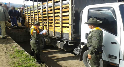 incautacion-semovientes