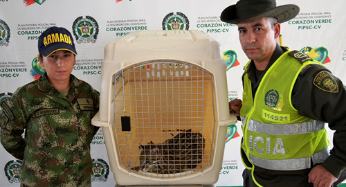 POLICIA NACIONAL-tigrillo-armada-policia-proteccion fauna