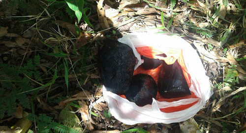 caleta-narco-caqueta-policia