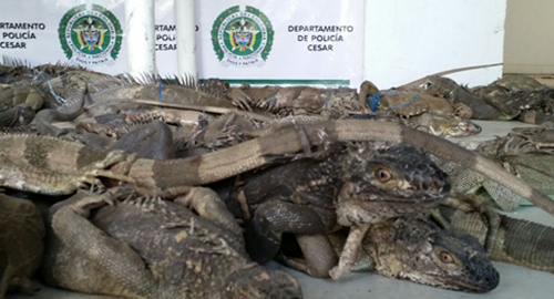 120615-incautación-iguanas-flora-fauna-valledupar