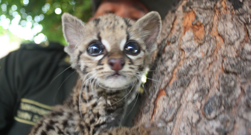 POLICIA NACIONAL-trigrillo-ENTONTRADO