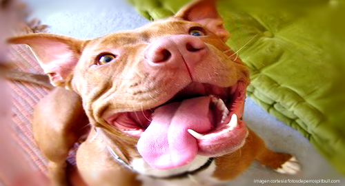 perro pitbull rescatado