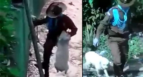 020815-policia-salva-vida-perro-agua-caldas